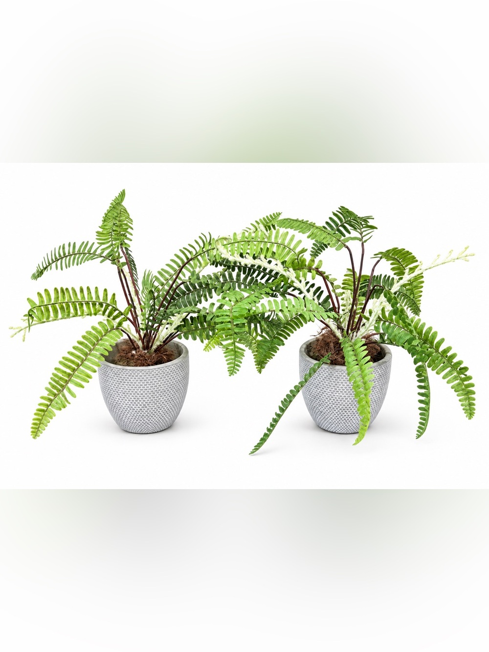 Set of 2 Artificial Ferns in Textured Grey Cement Pots